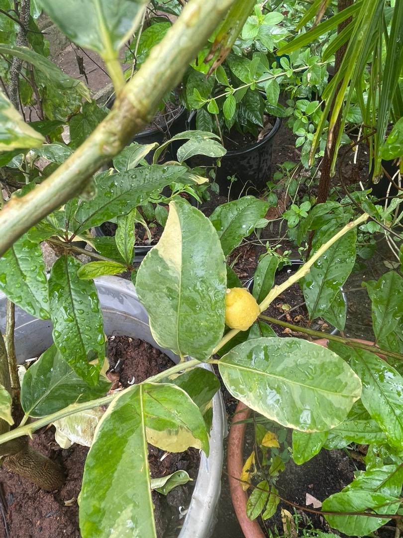 Variegated Indian Lemon (Mature) - Savvy Gardens Centre
