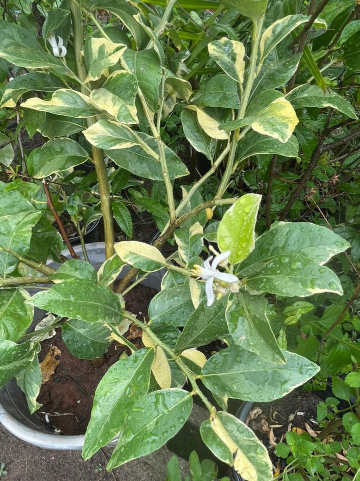 Variegated Indian Lemon (Mature) - Savvy Gardens Centre