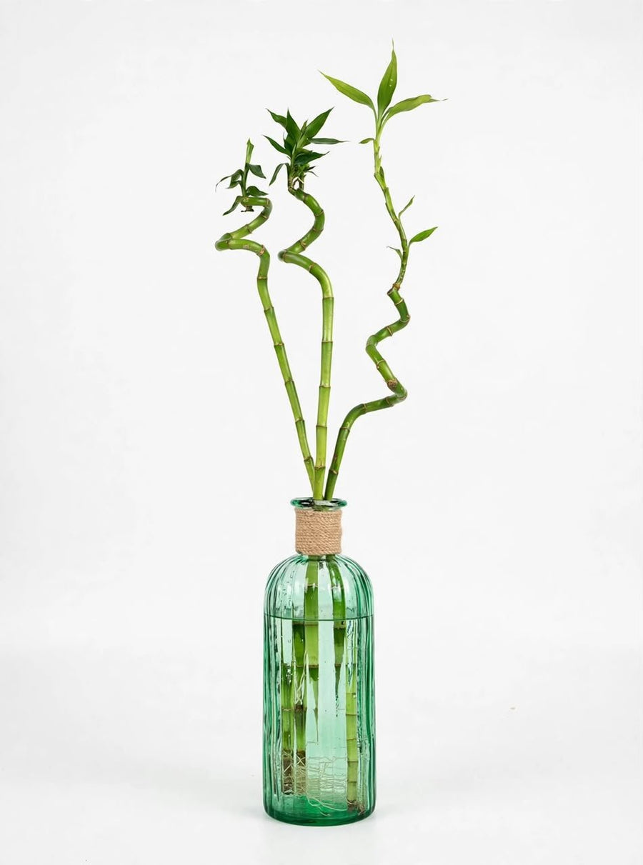 Vase Sofia with Jute Rope 2.5L - Savvy Gardens Centre