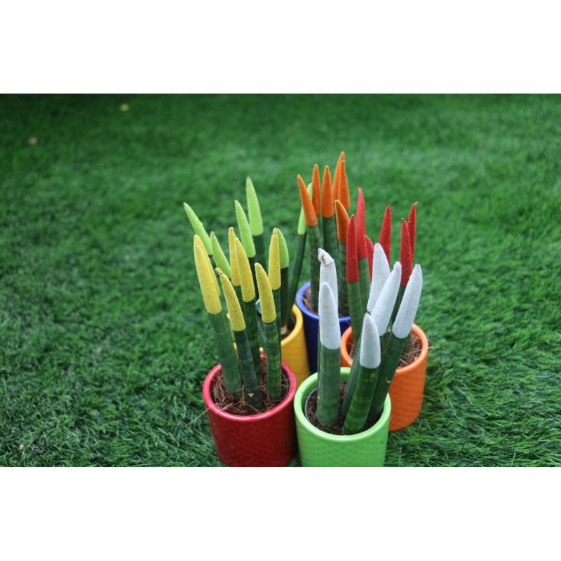 Velvet Touch Sansevieria - Savvy Gardens Centre