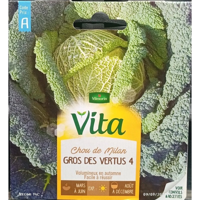 Vilmorin Vita Gros Des Vertus Cabbage - Savvy Gardens Centre