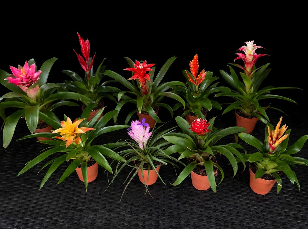 Vriesea Mix (Bromeliad) - Savvy Gardens Centre