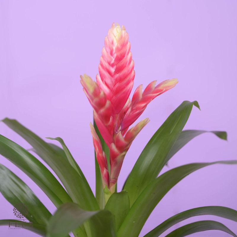 Vriesea Twinkle Red (Bromeliad) - Savvy Gardens Centre