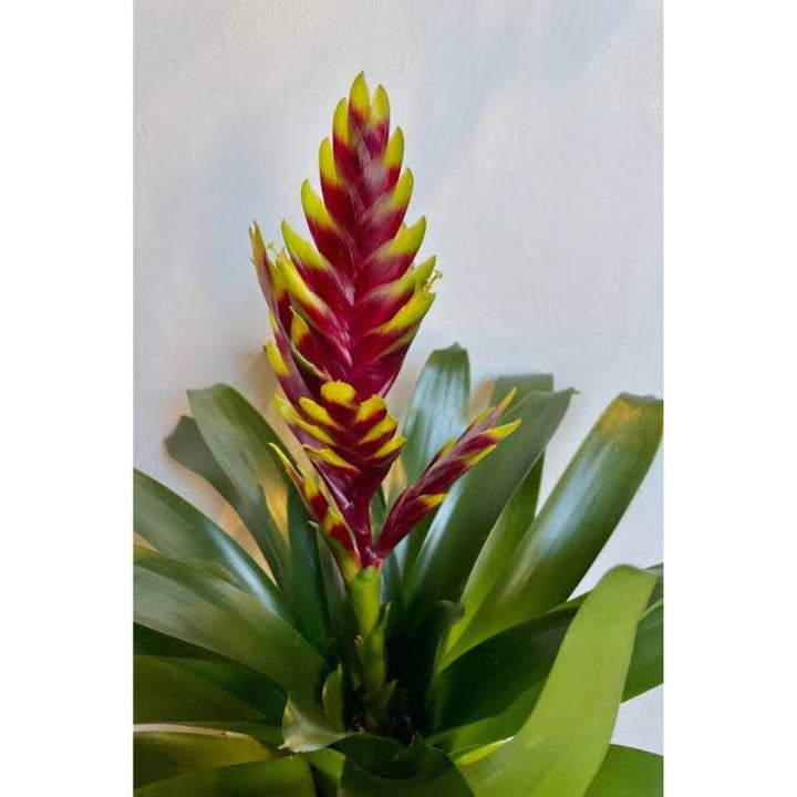 Vriesea Twinkle Red (Bromeliad) - Savvy Gardens Centre