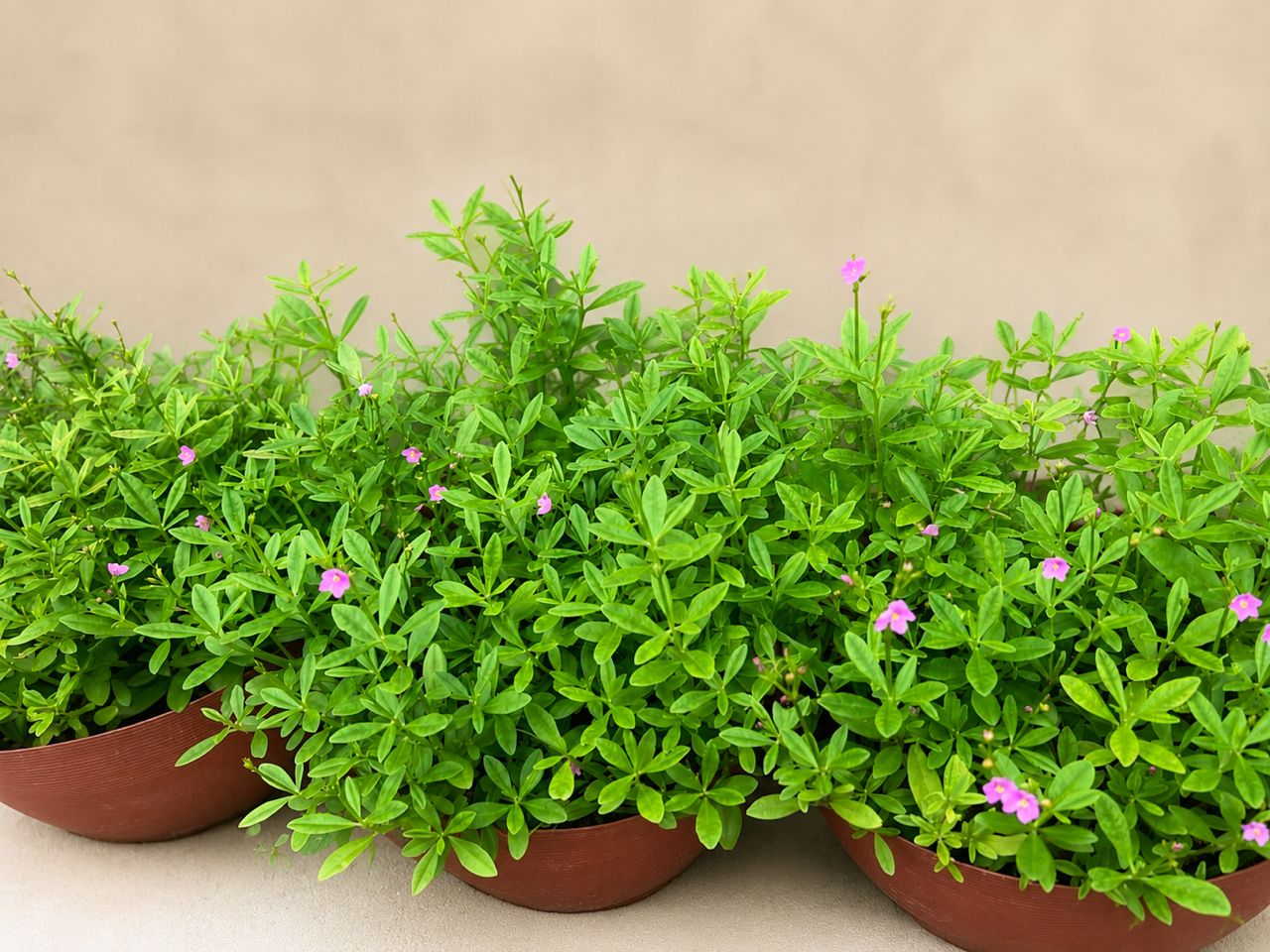 Plants