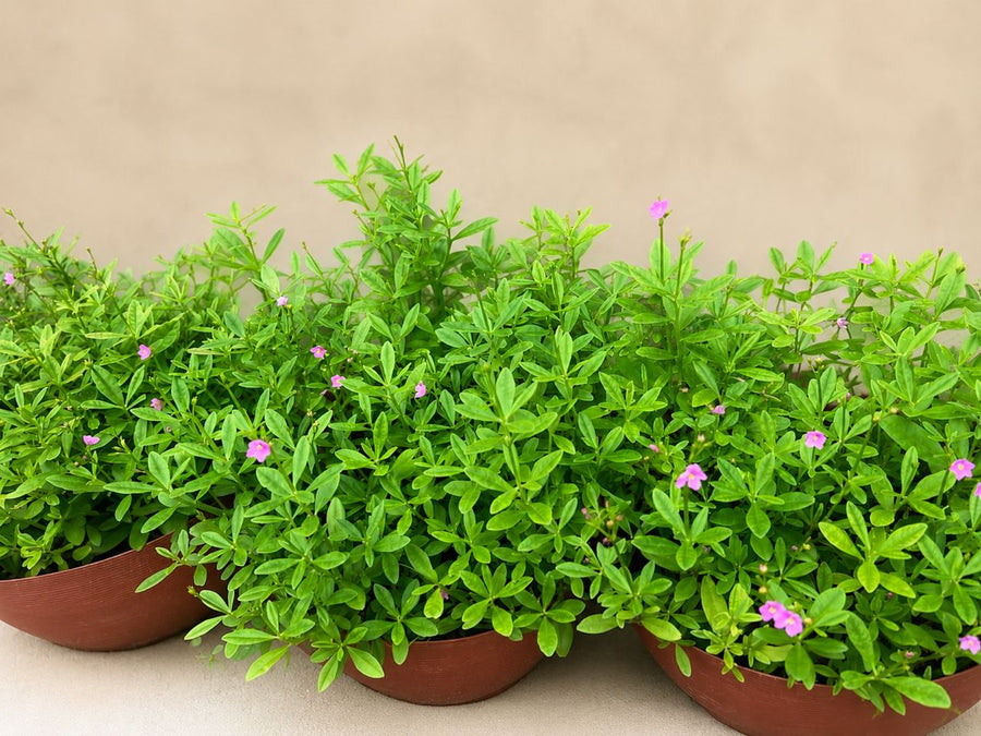 Waterleaf ( Talinum triangulare) - Savvy Gardens Centre