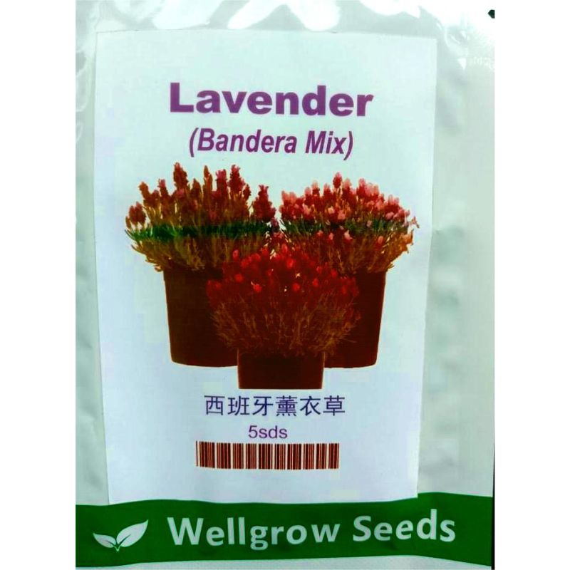 Wellgrow Lavender - Savvy Gardens Centre