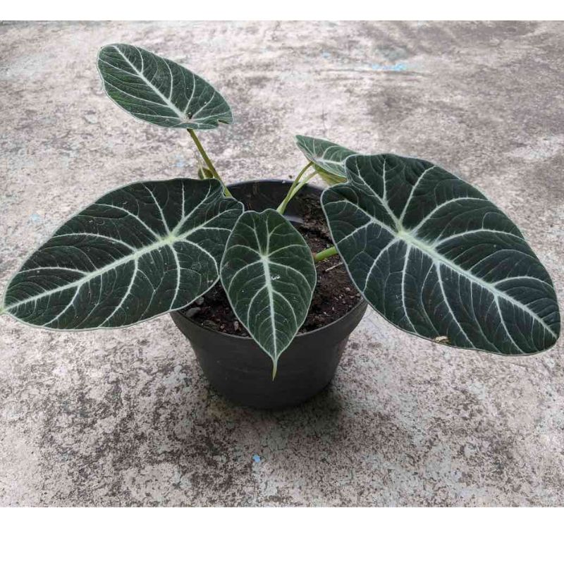 ALOCASIA BLACK VELVET - Savvy Gardens Centre