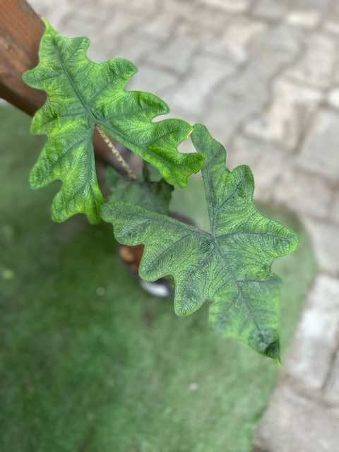 Alocasia Jacklyn 15cm - LGC