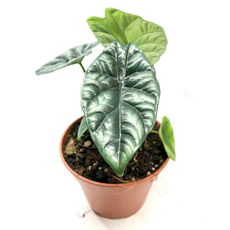 ALOCASIA SINUATA - Savvy Gardens Centre