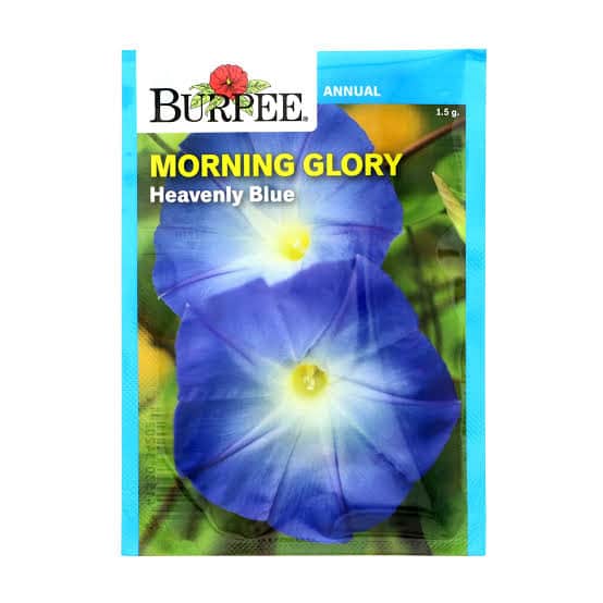 Burpee Morning Glory 'Heavenly Blue' - LGC