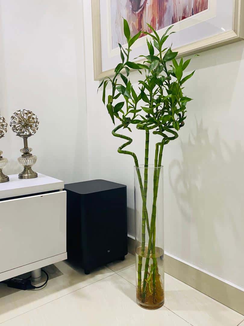 Chinese Lucky Bamboo Plant 70cm - LGC