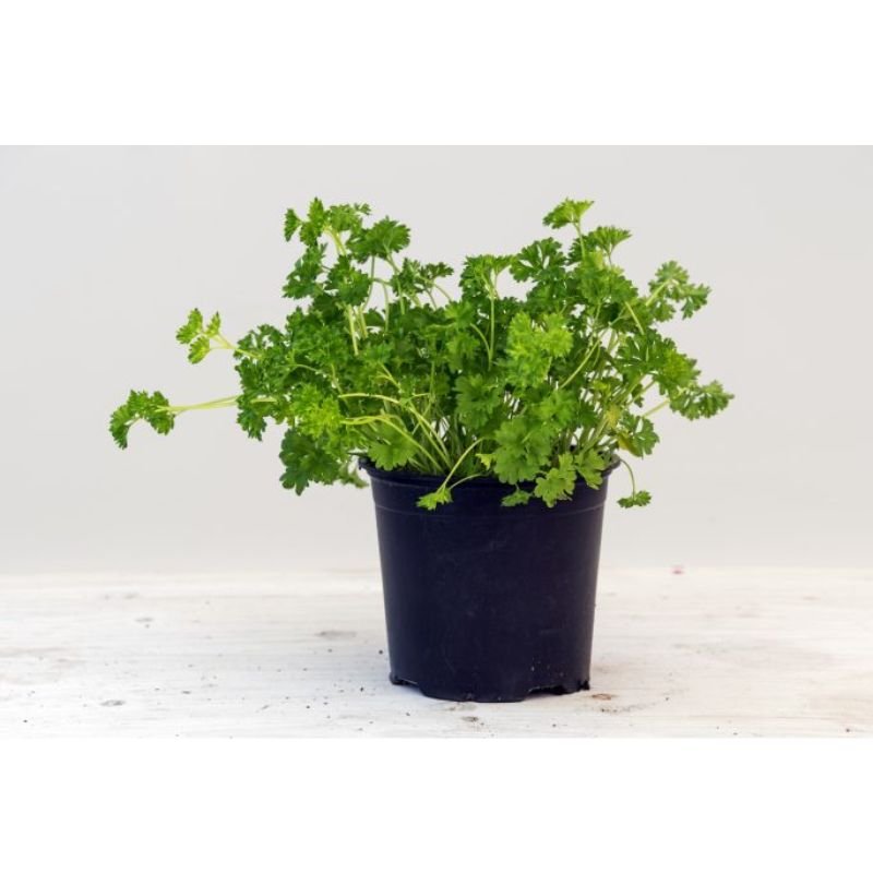 CURLY LEAF PARSLEY - Savvy Gardens Centre