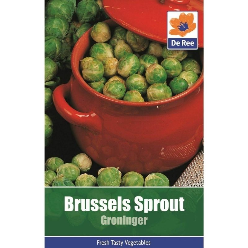 DE REE BRUSSELS SPROUT GRONINGER - Savvy Gardens Centre