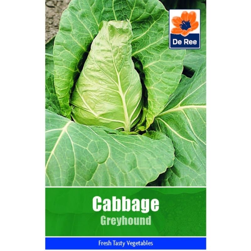 DE REE CABBAGE GREYHOUND - Savvy Gardens Centre