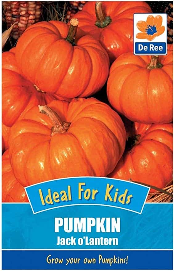 De Ree Pumpkin Jack o'Lantern - LGC