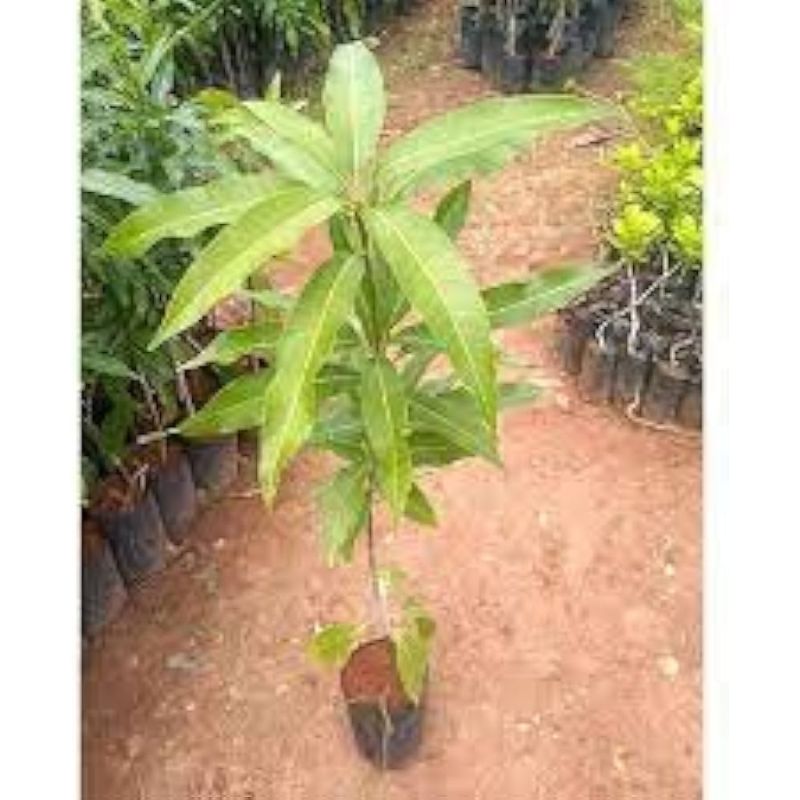 MANGO GRAFTED SEEDLINGS (MATURE) - Savvy Gardens Centre