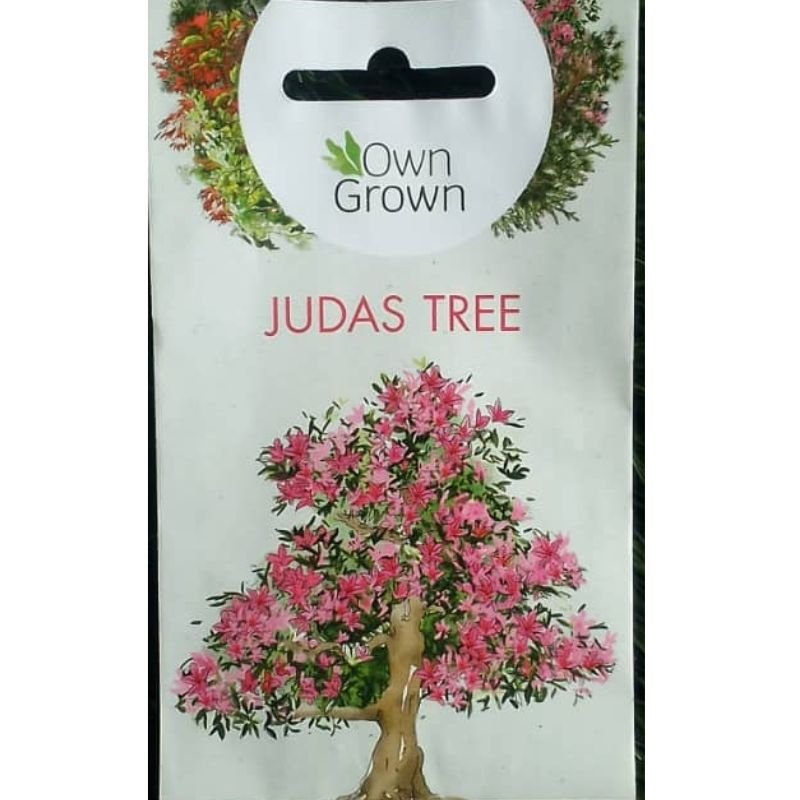 OWN GROWN JUDAS TREE - Savvy Gardens Centre