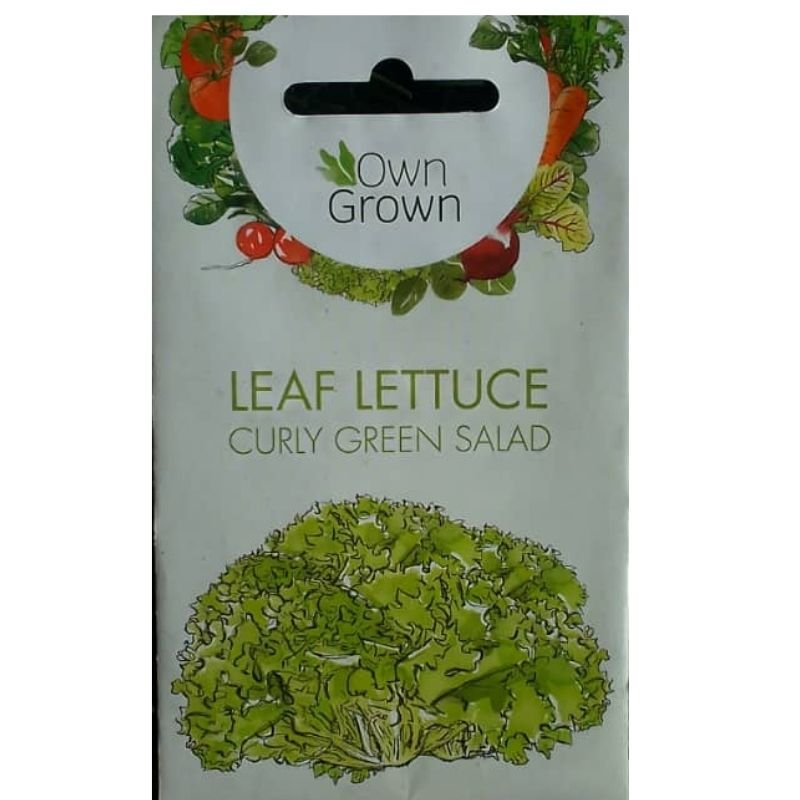 OWN GROWN LEAF LETTUCE CURLY GREEN SALAD - Savvy Gardens Centre