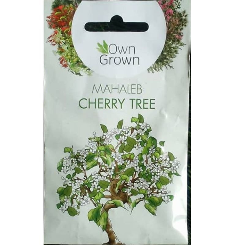 OWN GROWN MAHALEB CHERRY TREE - Savvy Gardens Centre