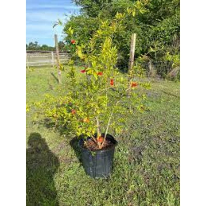 POMEGRANATE SEEDLINGS (MATURE) - Savvy Gardens Centre