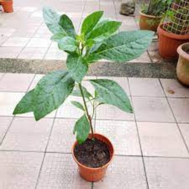 POTTED BITTER LEAVES - Savvy Gardens Centre