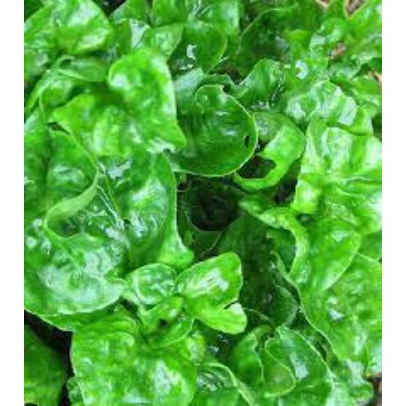 POTTED BRAZILIAN SPINACH - Savvy Gardens Centre