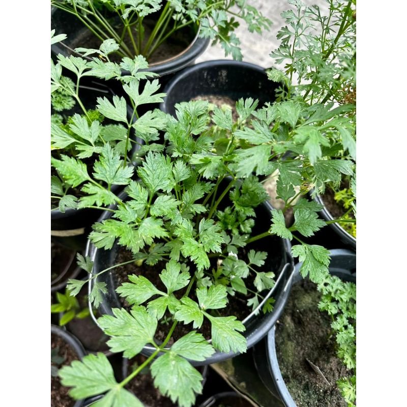 POTTED CELERY - Savvy Gardens Centre