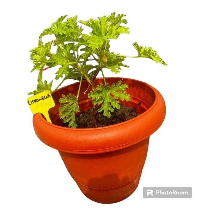 POTTED CITRONELLA - Savvy Gardens Centre