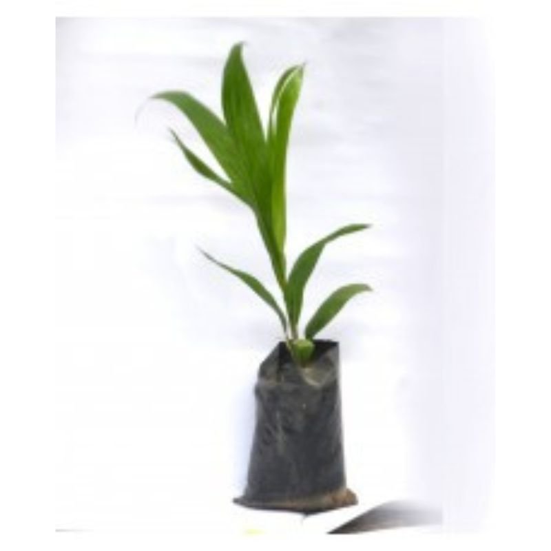 POTTED COCONUT TREE - Savvy Gardens Centre