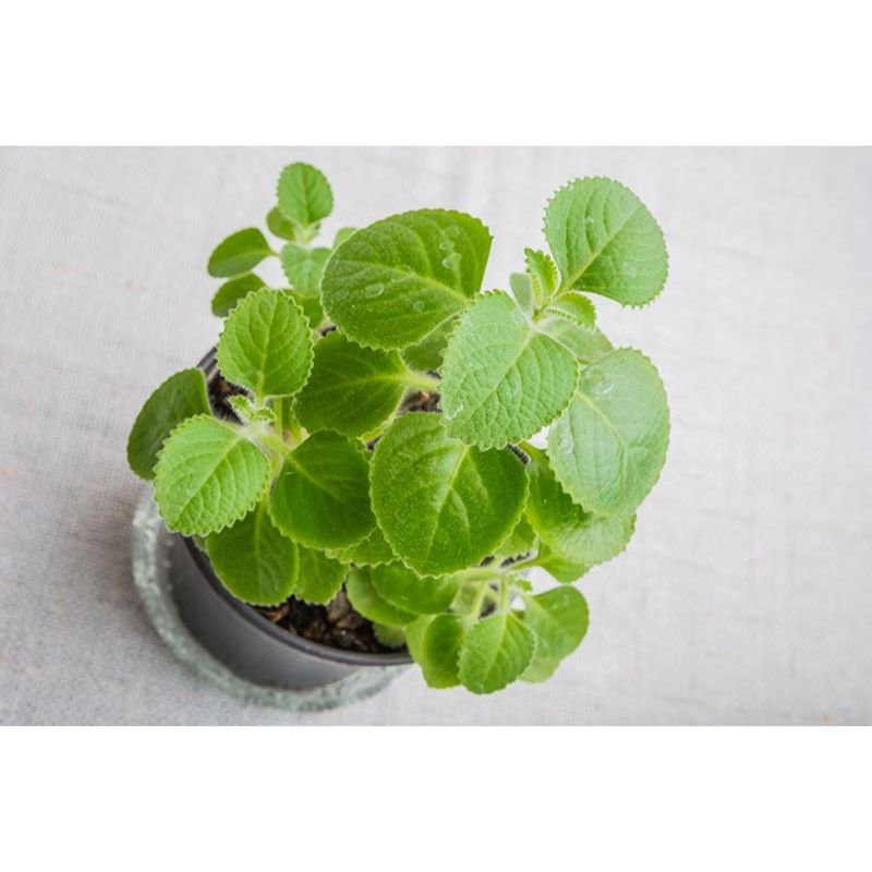 POTTED CUBAN OREGANO - Savvy Gardens Centre