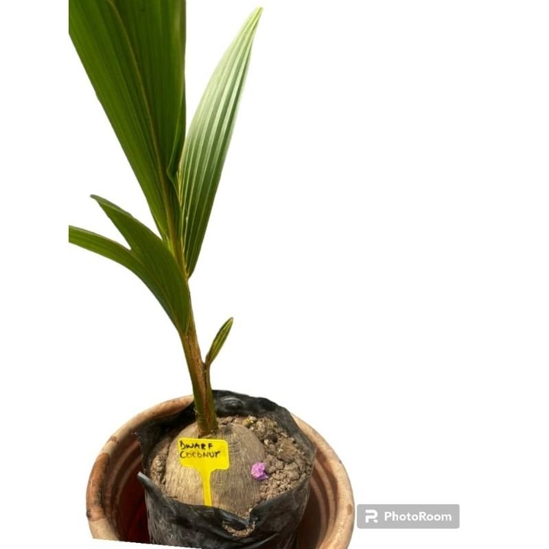 POTTED DWARF COCONUT - Savvy Gardens Centre