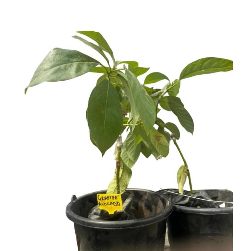 POTTED GRAFTED AVOCADO - Savvy Gardens Centre