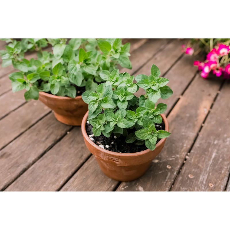 POTTED GREEK OREGANO - Savvy Gardens Centre