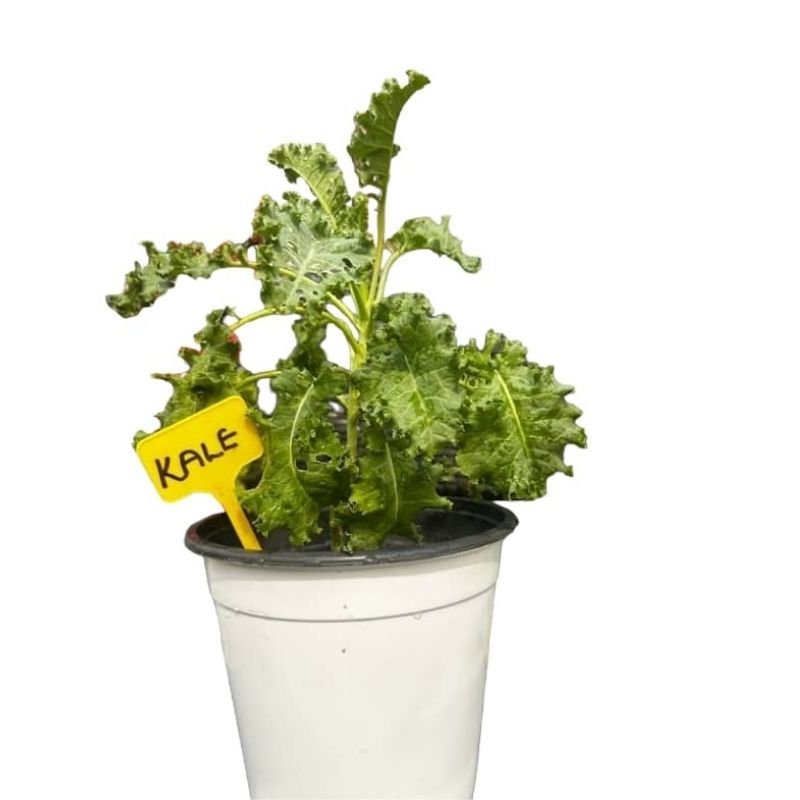 POTTED KALE - Savvy Gardens Centre