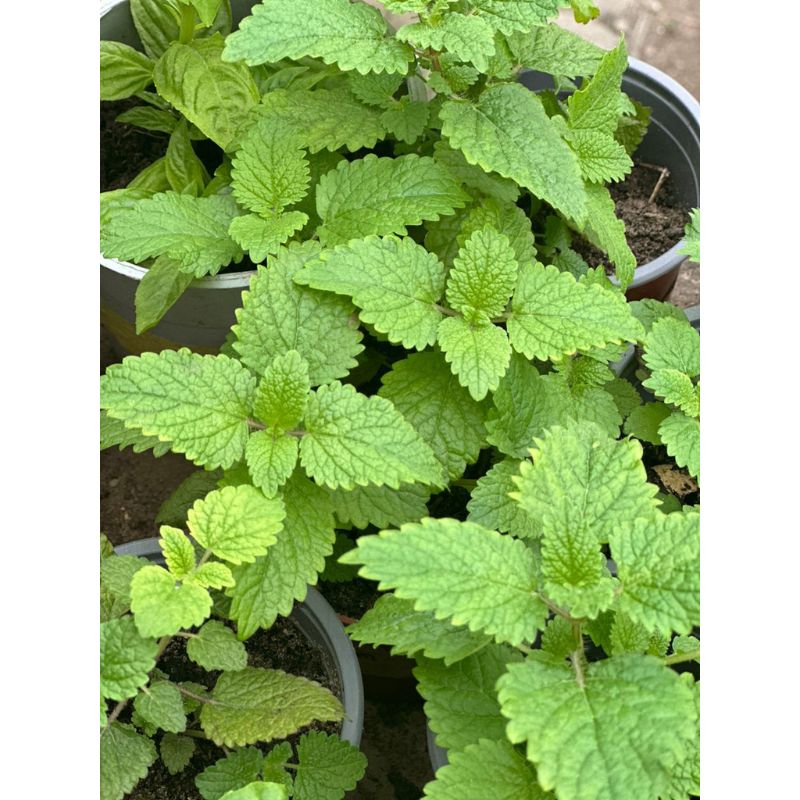 POTTED LEMON BALM - Savvy Gardens Centre