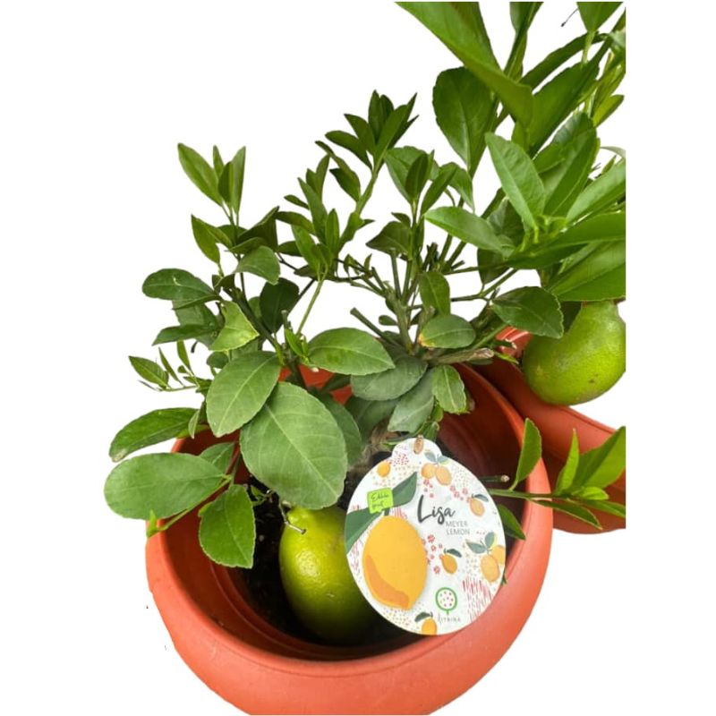 POTTED LEMON FRUIT TREE (FRUITING) - Savvy Gardens Centre