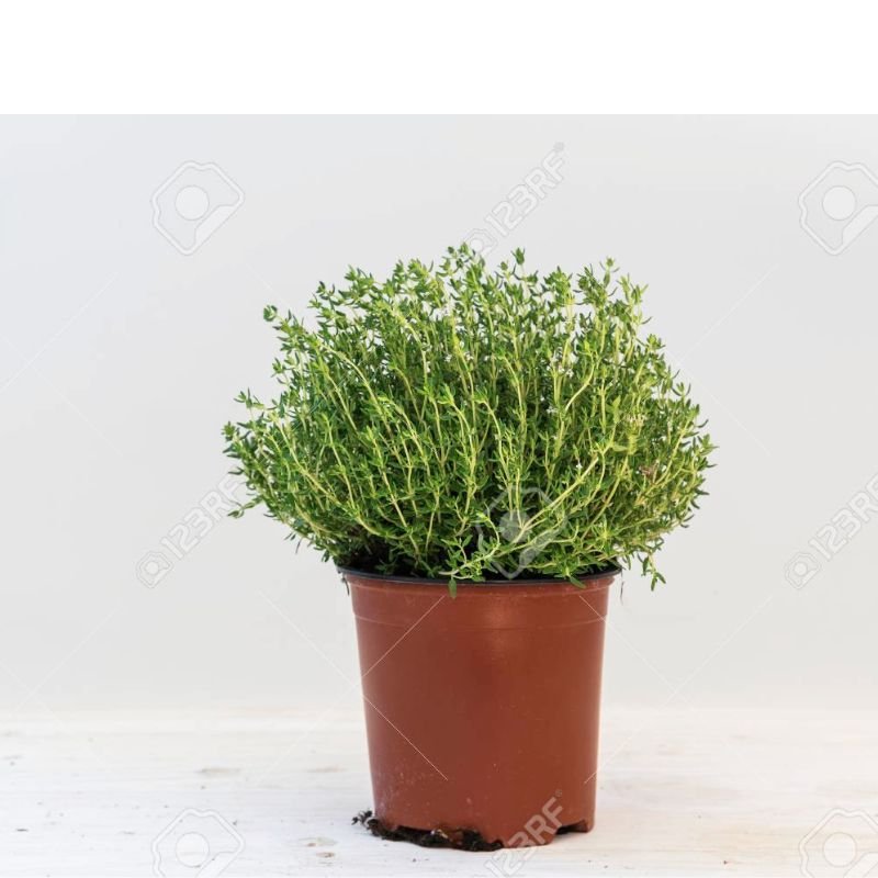 POTTED LEMON THYME - Savvy Gardens Centre