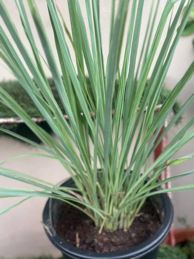 Potted Lemongrass - Savvy Gardens Centre