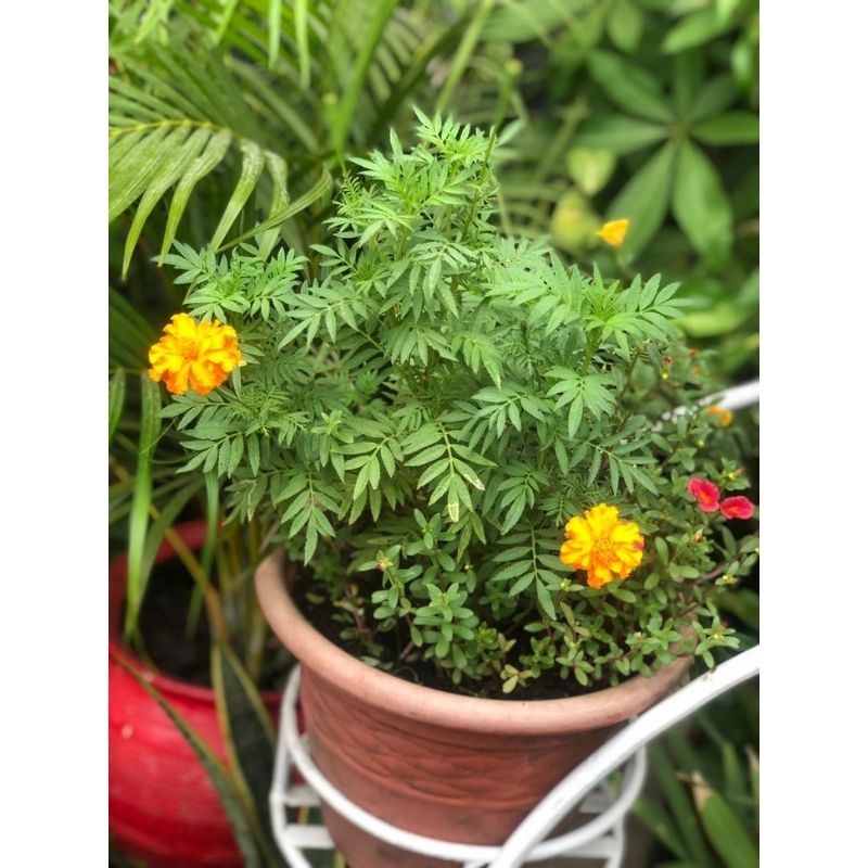 POTTED MARIGOLD - Savvy Gardens Centre