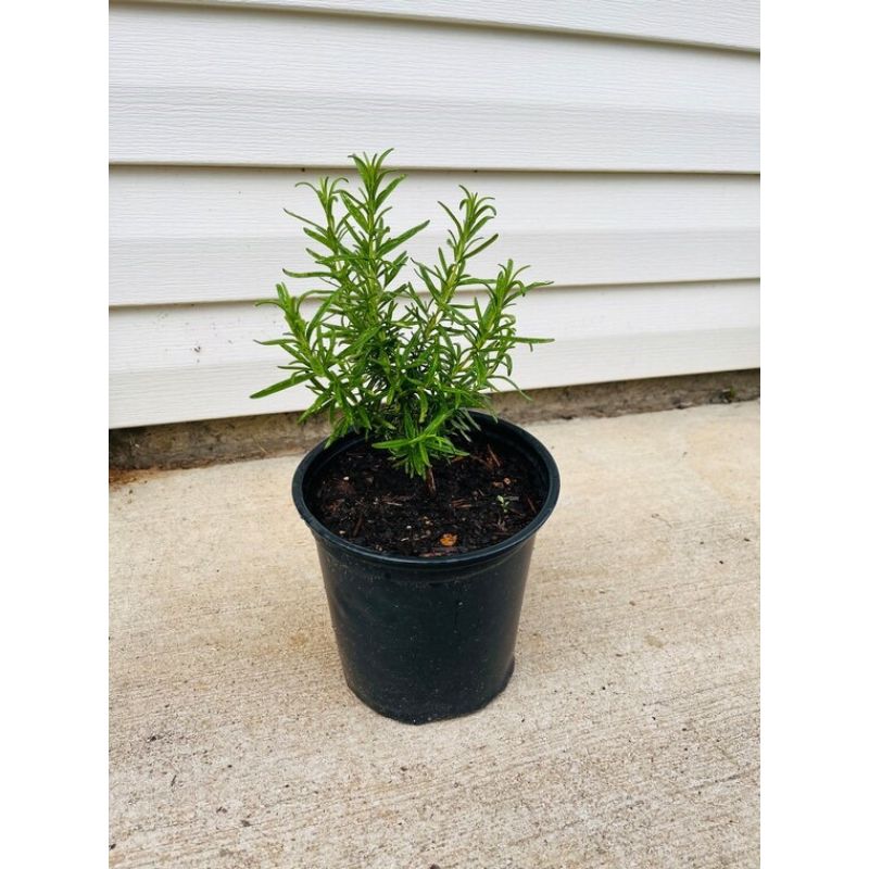 POTTED ROSEMARY - Savvy Gardens Centre