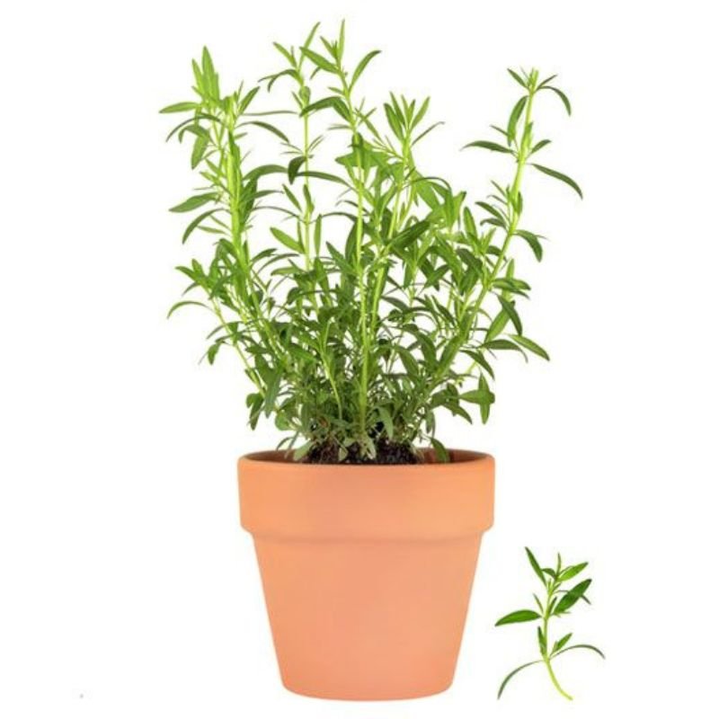POTTED TARRAGON - Savvy Gardens Centre