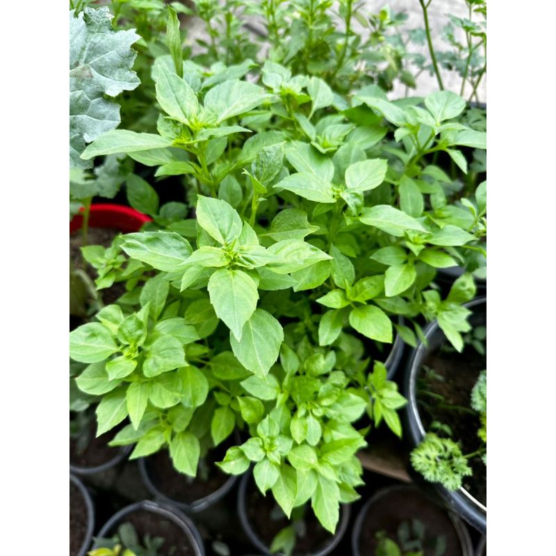 POTTED THAI BASIL - Savvy Gardens Centre