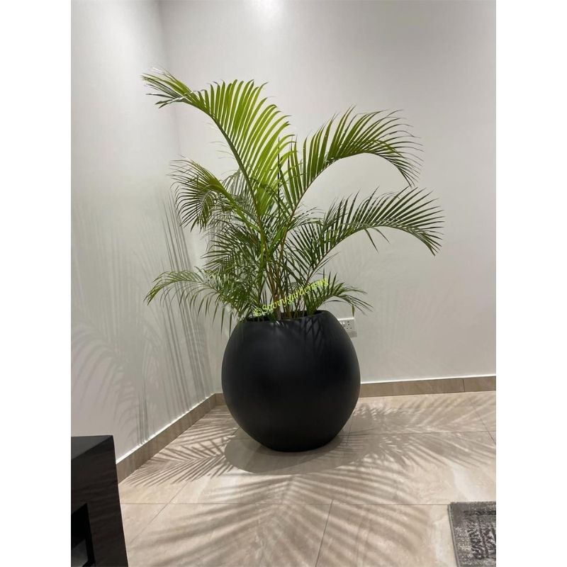 Round Ball Fibre Glass Pot - Savvy Gardens Centre