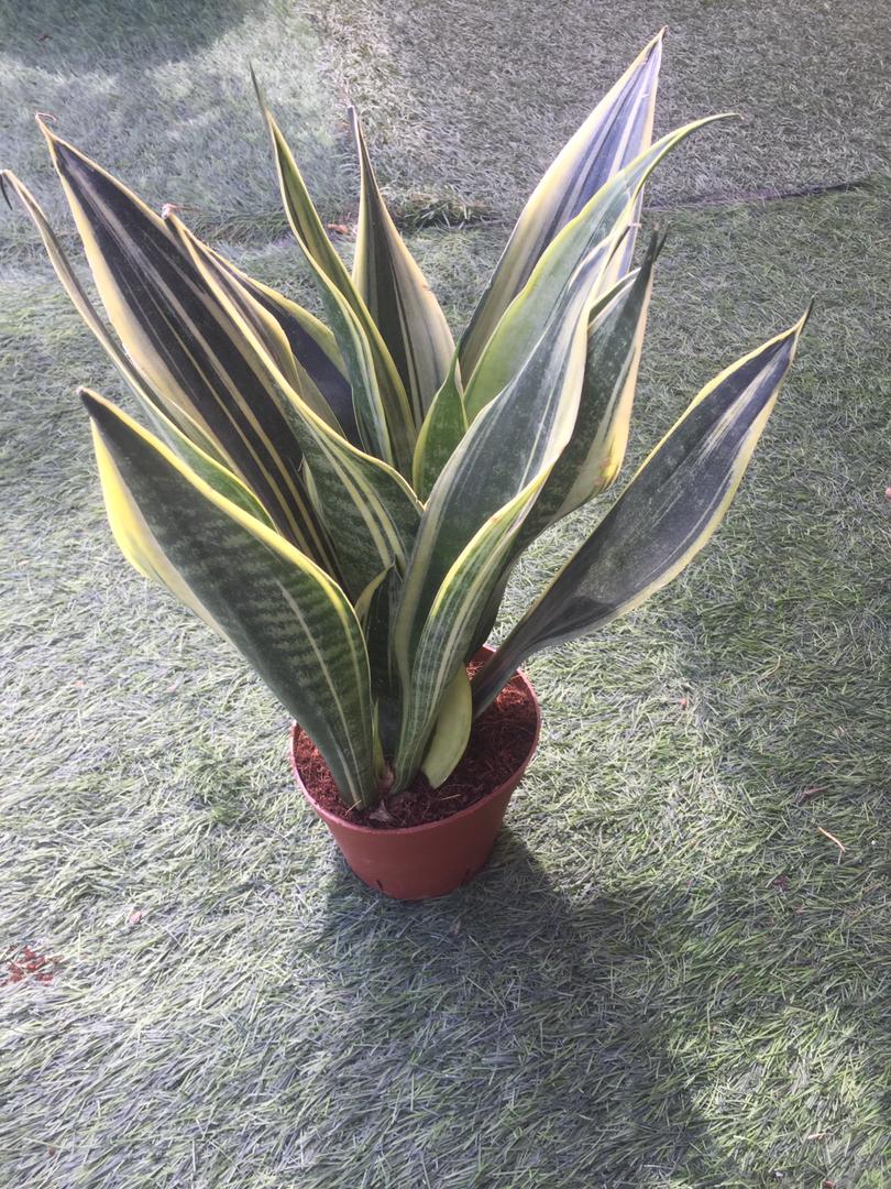 Sansevieria - LGC