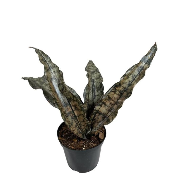 Sansevieria Kirkii Coppertone Plant - Savvy Gardens Centre