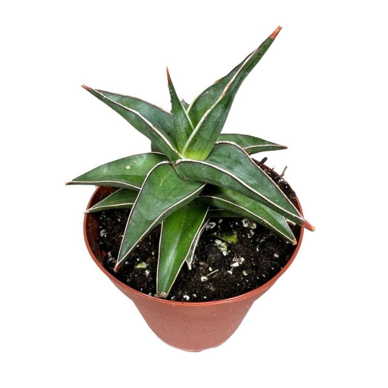 Sansevieria Lavranos - Savvy Gardens Centre