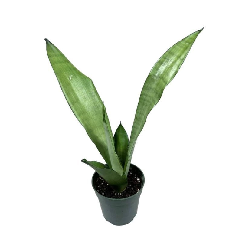 Sansevieria Moonshine - Savvy Gardens Centre