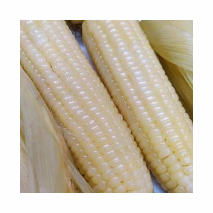 SEEDIY Corn Glutinous White - LGC