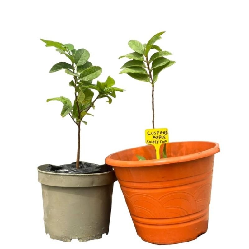 Sweet Sop Custard Apple Seedlings - Savvy Gardens Centre